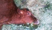 Из-за опасного вируса гибнут коровы в Карагандинской области