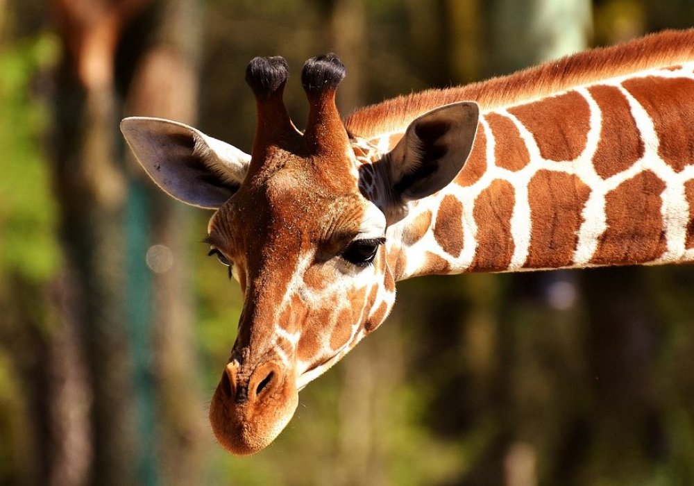 Посетитель шымкентского зоопарка оседлал жирафа