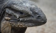 Комодский варан за минуту проглотил обезьяну в Индонезии