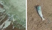 Зеленый цвет костанайского водохранилища объяснили экологи