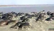 Стаю тюленей сняли на Каспии