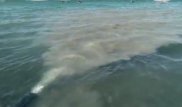 Воду на Алаколе проверяет спецкомиссия после скандального видео
