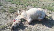 Падеж верблюдов начался в Атырауской области