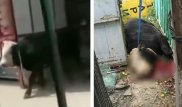 Бык, устроивший на рынке погром, сбежал со скотобойни