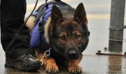 Беженец покусал полицейского и собаку при задержании в Германии 