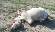 Падеж верблюдов в Атырауской области: названа причина