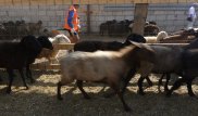 Курбан айт - 2019: названы места для жертвоприношений в Алматы и Нур-Султане