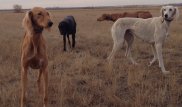 Қазақтың тазысы мен төбетін басқа елдер патенттеп алуы мүмкін бе?