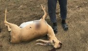 Двух сайгаков сбили в Костанайской области
