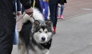 Астанчанин с собакой спас женщину от двух насильников