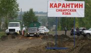 Карантин из-за сибирской язвы введен в одном из сел Акмолинской области