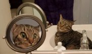 Удивленный собственным видом кот прославился в Сети