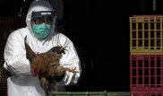 Случай заражения человека птичьим гриппом H5N6 зафиксировали в Китае