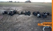 Более 100 голов скота сгорело в ЗКО