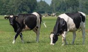 Смогут ли две коровы прокормить семью - расчеты экономиста