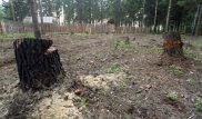 Более 2 тысяч деревьев вырубят в Бутаковском ущелье Алматы