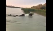 Семейка диких кабанов попала на видео под Атырау