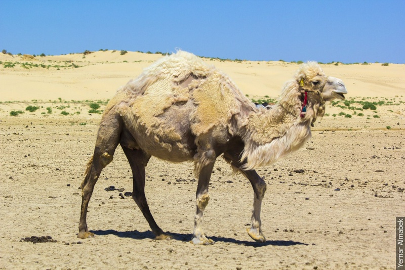 Гибрид верблюда - нар. © Ернар Алмабек