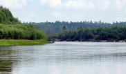Гигантскую и редкую "рыбу-торпеду" поймали на Дальнем Востоке