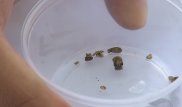 Алматинцы жалуются на клещей в квартирах