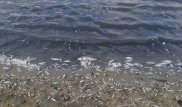 6 тонн рыбы погибло в Кызылординской области