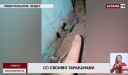 Огромные тараканы напугали алматинцев