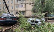 "Ветка пробила люк".  Две машины пострадали от упавшего дерева в Алматы