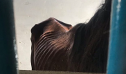 Изможденных лошадей засняли  в спортивной школе Уральска