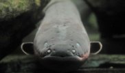 Ученые открыли вид электрического угря с самым мощным разрядом