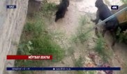 Питбуль насмерть загрыз женщину в Таразе