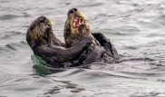 "Выдры на чемпионате по щекоткам". 35 забавных фото с Comedy Wildlife Photography Awards 2019