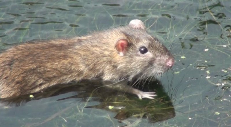 Водяная крыса в беларуси фото
