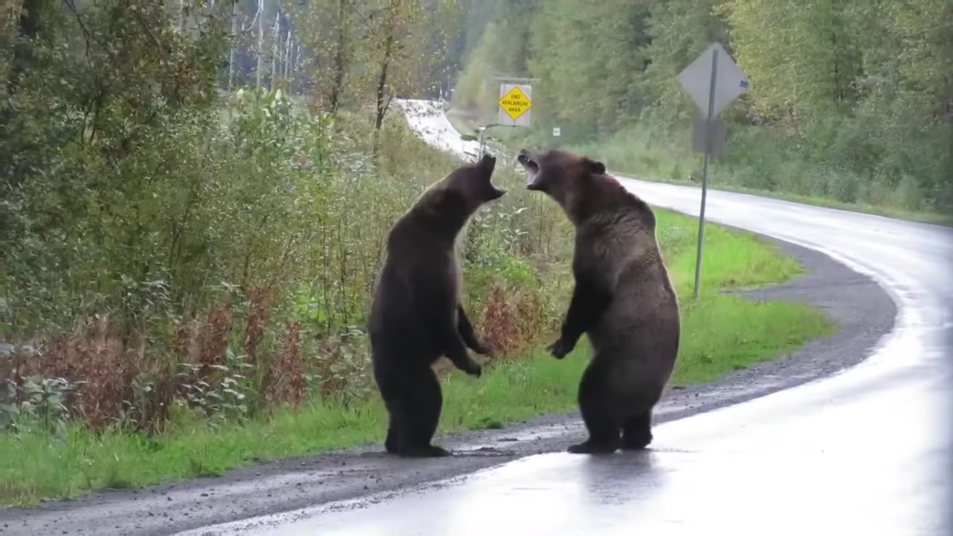 Почему 2 медведя. Медведь Гризли драка. Медведь Гризли в Канаде. Медведь на задних лапах. Медведи дерутся.