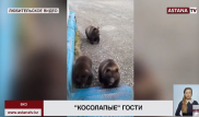 Жителей ВКО атакуют медведи