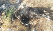 Труп "медведя" нашли в Нур-Султане