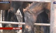 Табун лошадей поссорил жителей двух сел в Акмолинской области