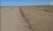 Миллионы мигрирующих жуков сняли на видео в ЗКО