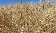 Названы причины снижения урожая зерна в Казахстане