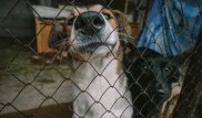 Питомник для животных в Нур-Султане планируют передать волонтерам
