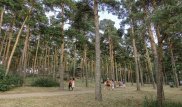 Озвучены результаты проверки из-за вырубки деревьев в Боровом