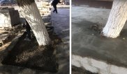 Бетоном залили дерево в Павлодаре