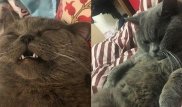 Коту понадобилась капельница после того, как его оставили в отеле с пятью кошками