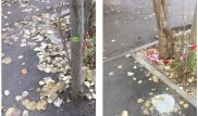 Алматинцы попросили спасти заасфальтированный тополь. Его спилили