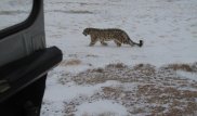 Снежный барс загрыз 12 овец и попался в ловушку