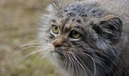 Как живут самые пушистые коты в Казахстане