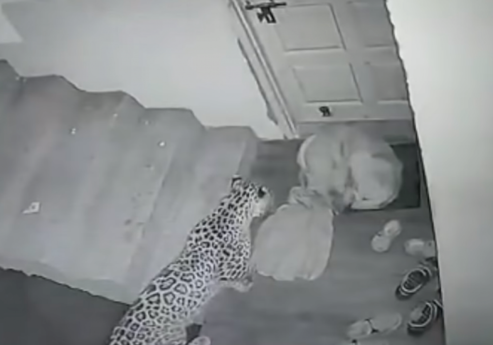 Охота леопарда на собаку попала на камеру наблюдения