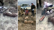 Браконьеры застрелили трех джейранов в Жамбылской области