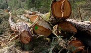 Сосны вырубают в Акмолинской области