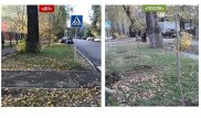 Наказан подрядчик, который замуровал, а затем спилил дерево в Алматы
