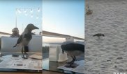 Пернатая воровка снова попала на видео в Актау